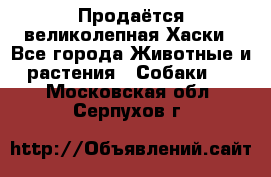 Продаётся великолепная Хаски - Все города Животные и растения » Собаки   . Московская обл.,Серпухов г.